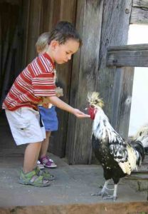 Keeping Chickens Healthy: What You Need to Know Image